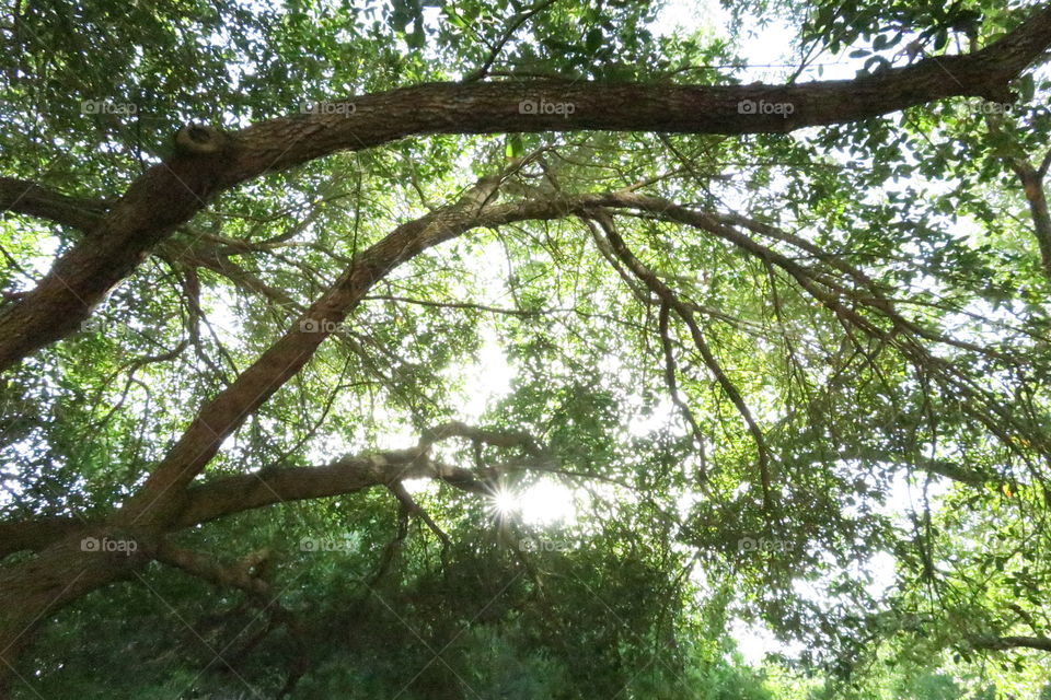light through branches