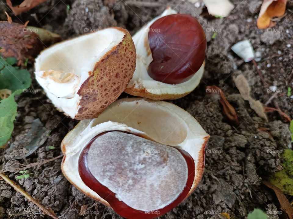 Beauty is in the little things