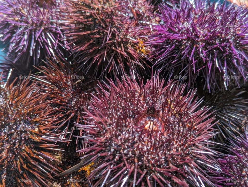 sea urchins