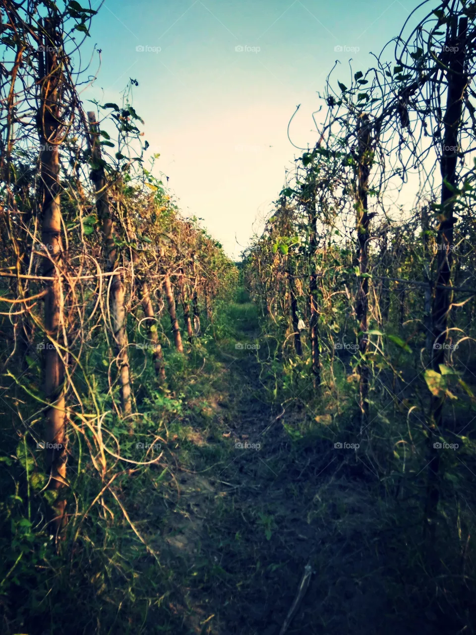 Path
