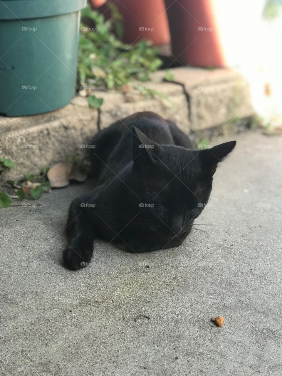 Napping Pet Black Cat