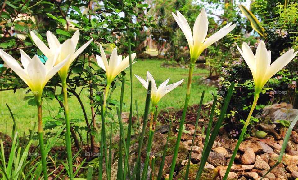 Landscape flower