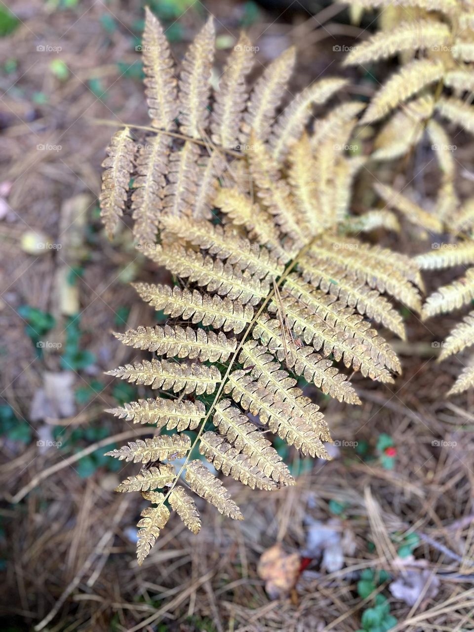 Even ferns turn pretty autumn colors! A peaceful walk through the forest in New England 