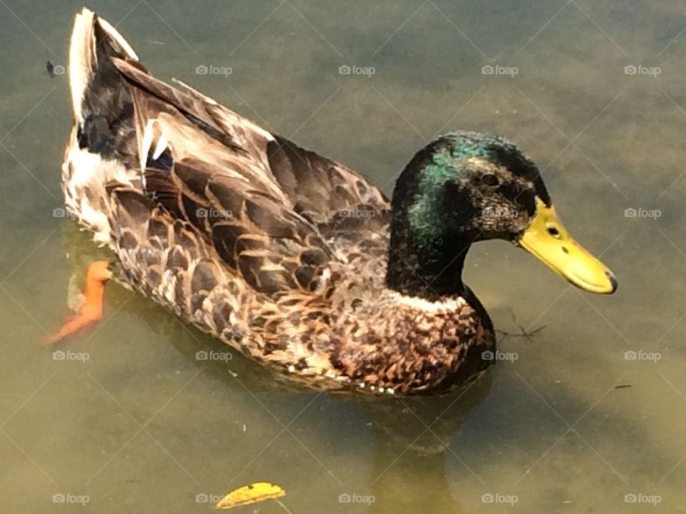 Duck Portraits 2 . Hanging at a park today when this duck came up to me. He looked like he needed portraits done. :)