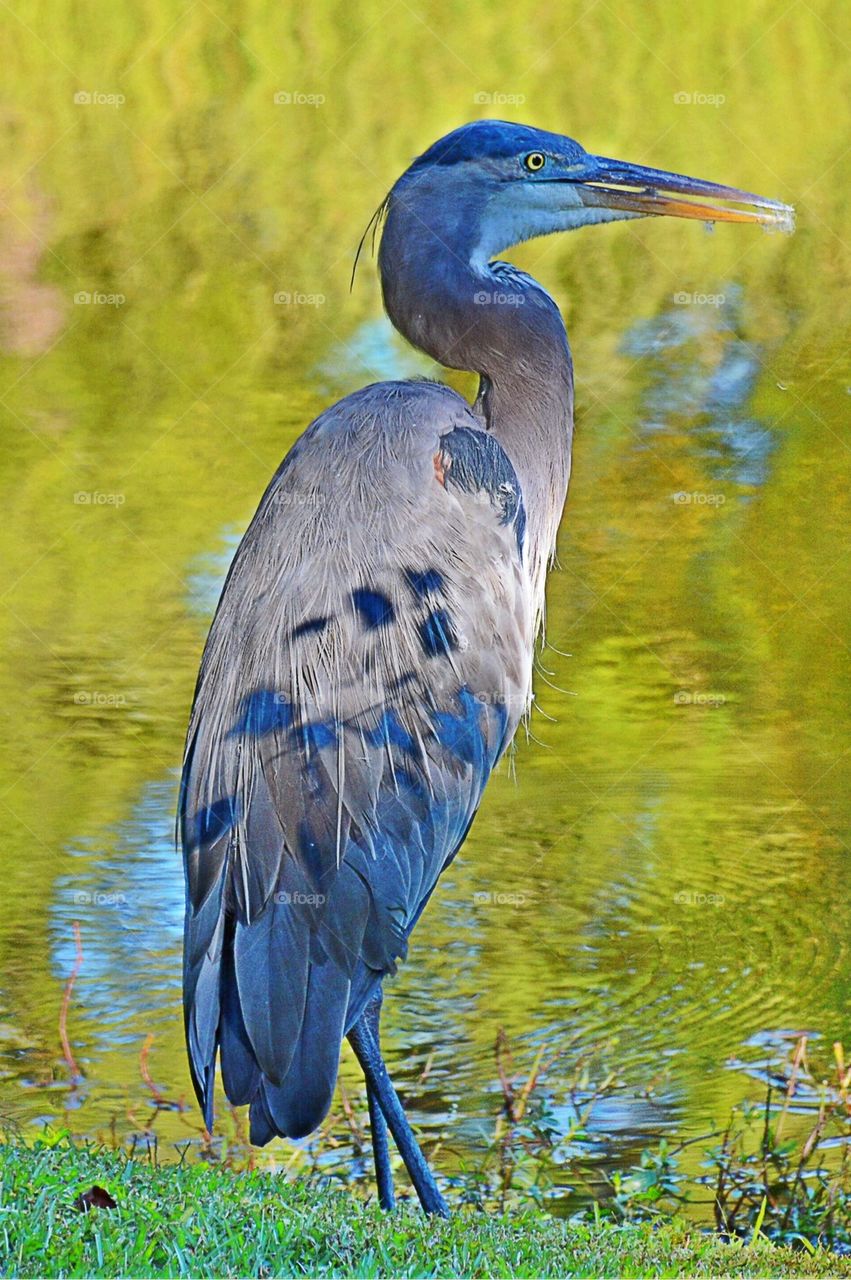 Blue Bird