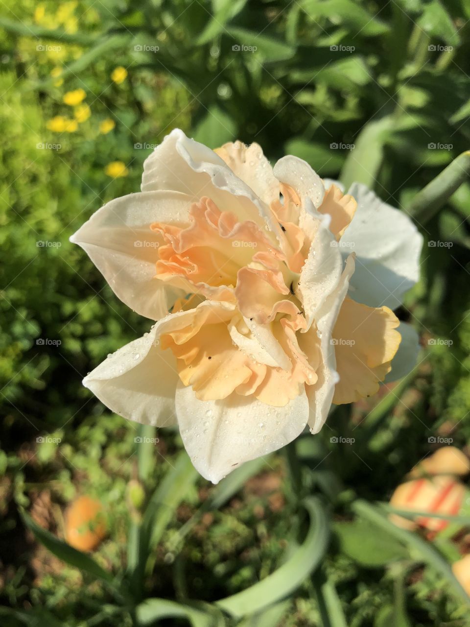 A double creamy white and peach colored double daffodils bloom in my garden.