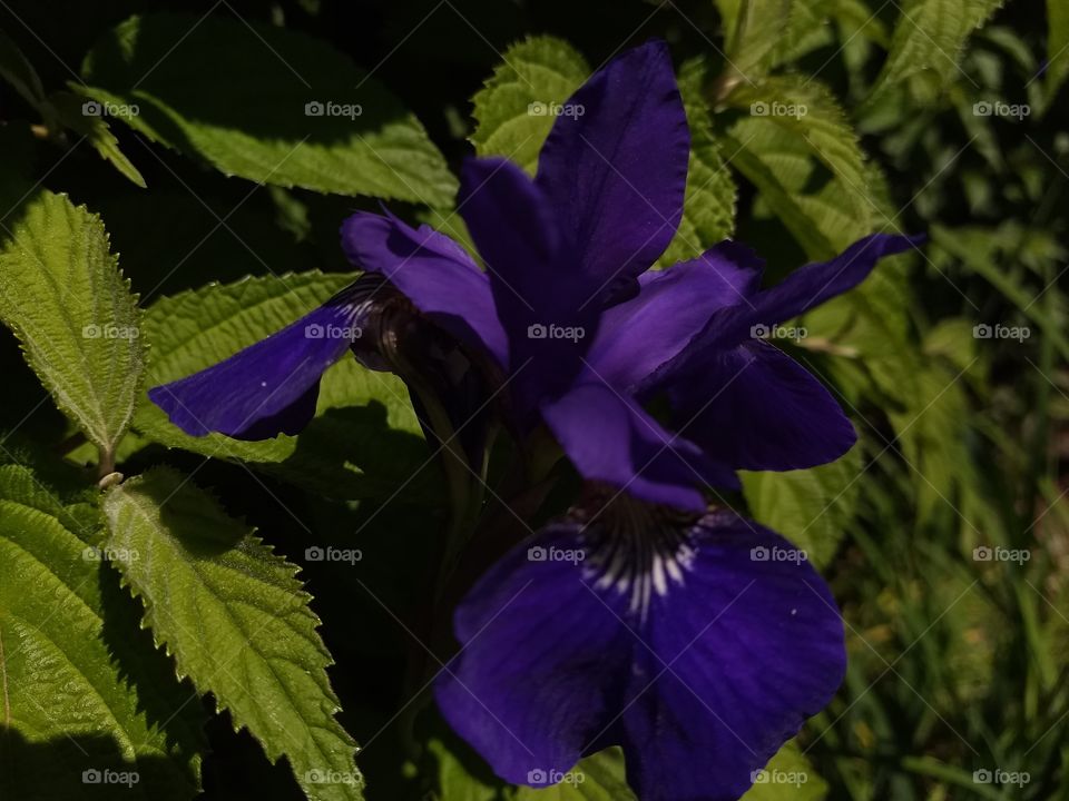 Purple iris