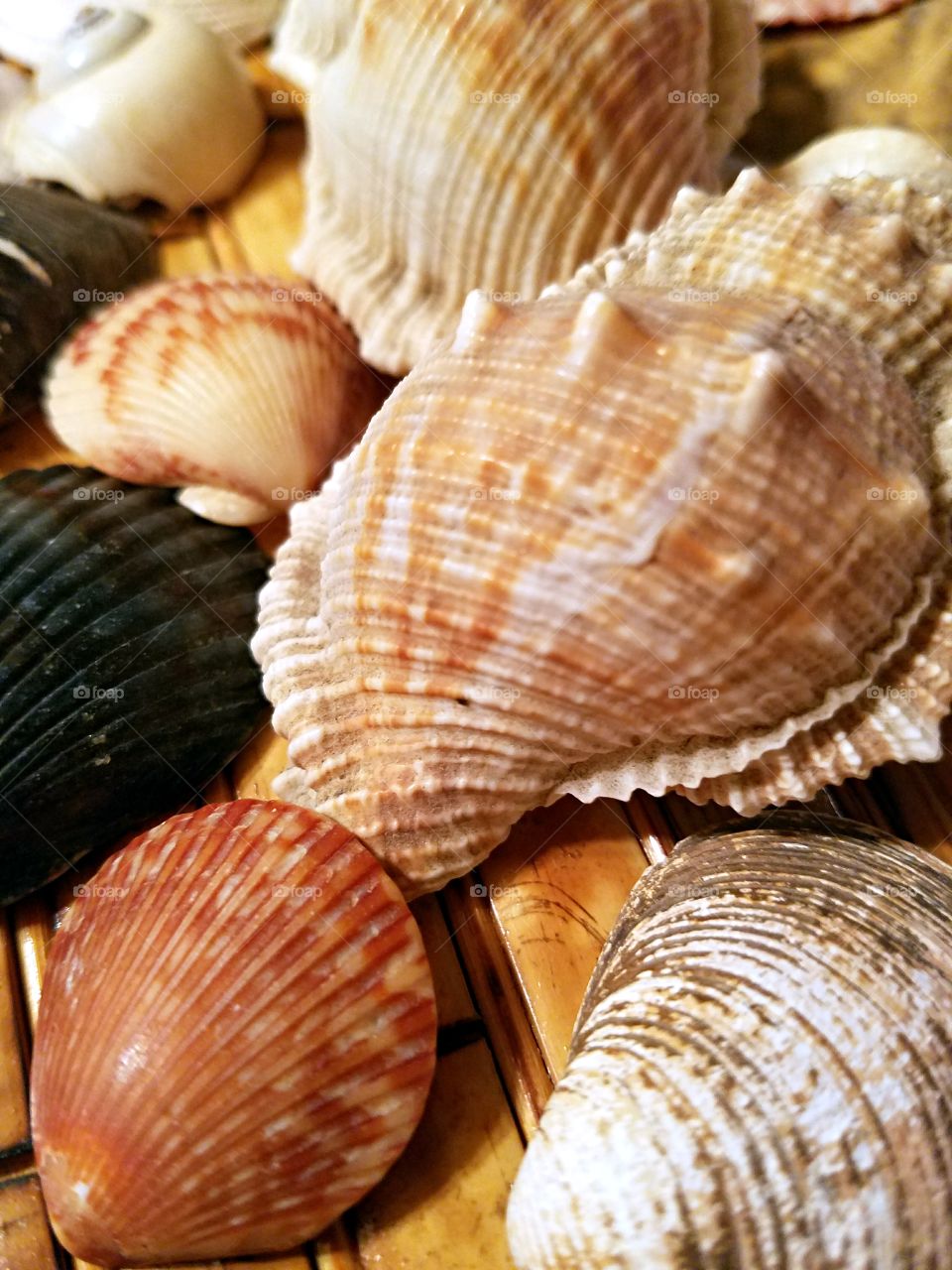 Collection of Sea Shells