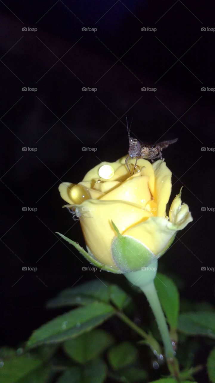 yellow Rose flower On grasshopper