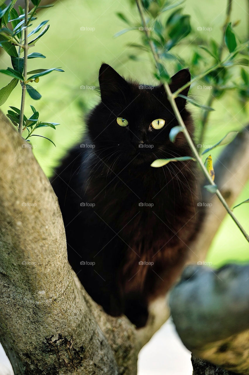 green background tree cat by munda.net