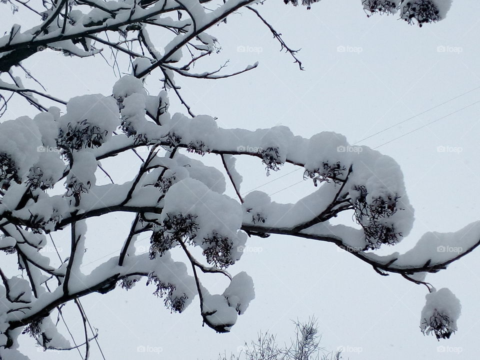 Snow goes in the Moscow region