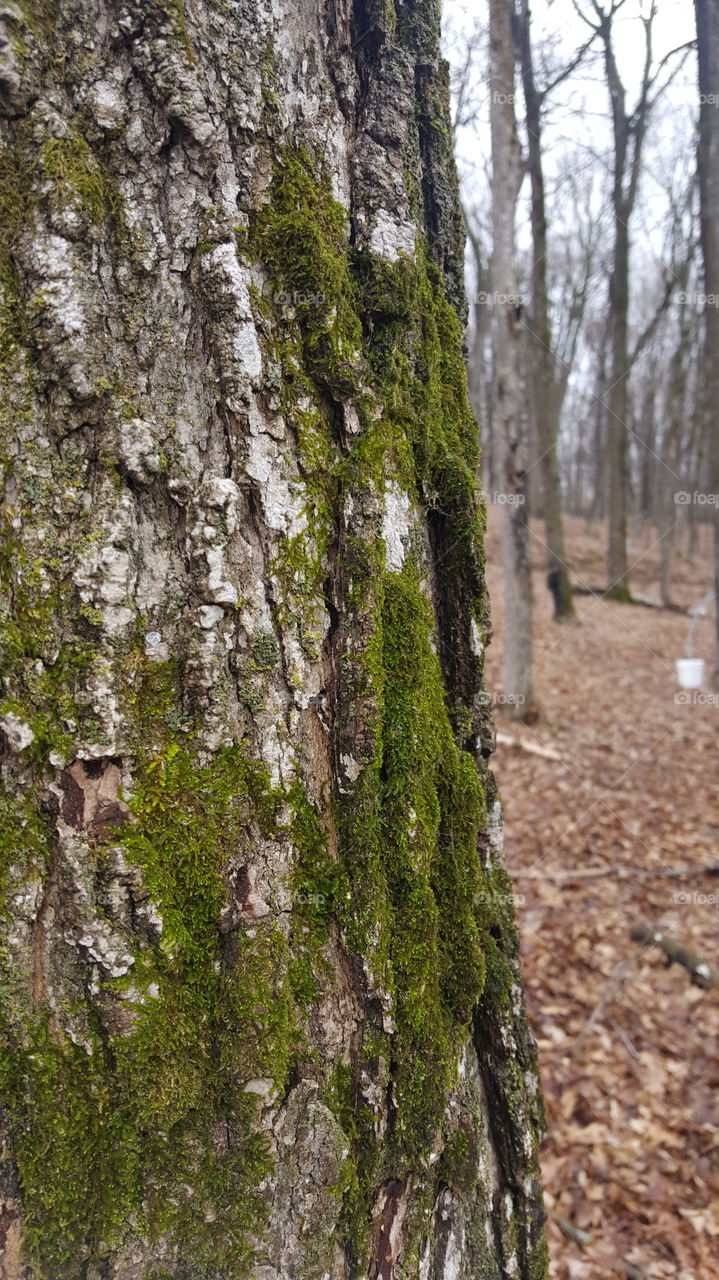 Signs of spring on a gloomy early spring day