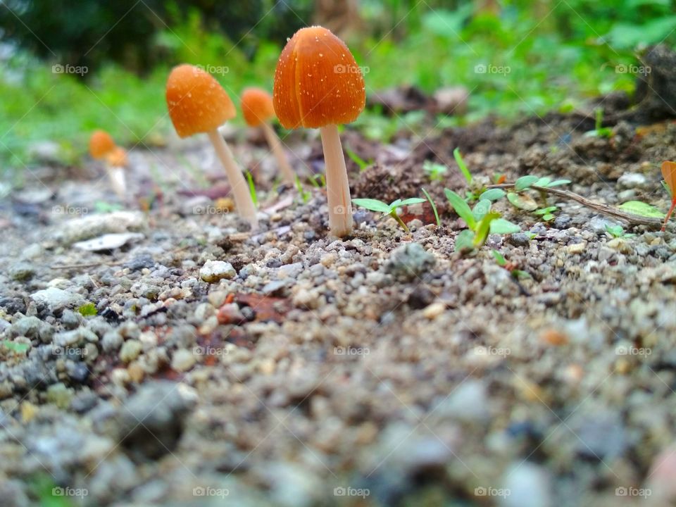 The mushrooms