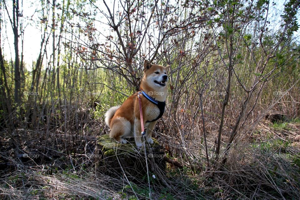 Shiba in the forest