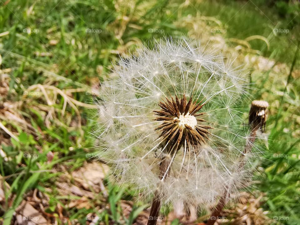 Nature's way to go beautiful