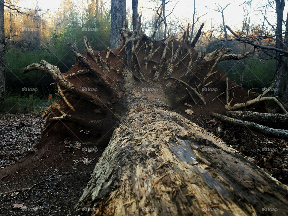 Old downed tree with a large root ball in the forest at White Deer Park, Garner, North Carolina, NC, Raleigh, Triangle. 