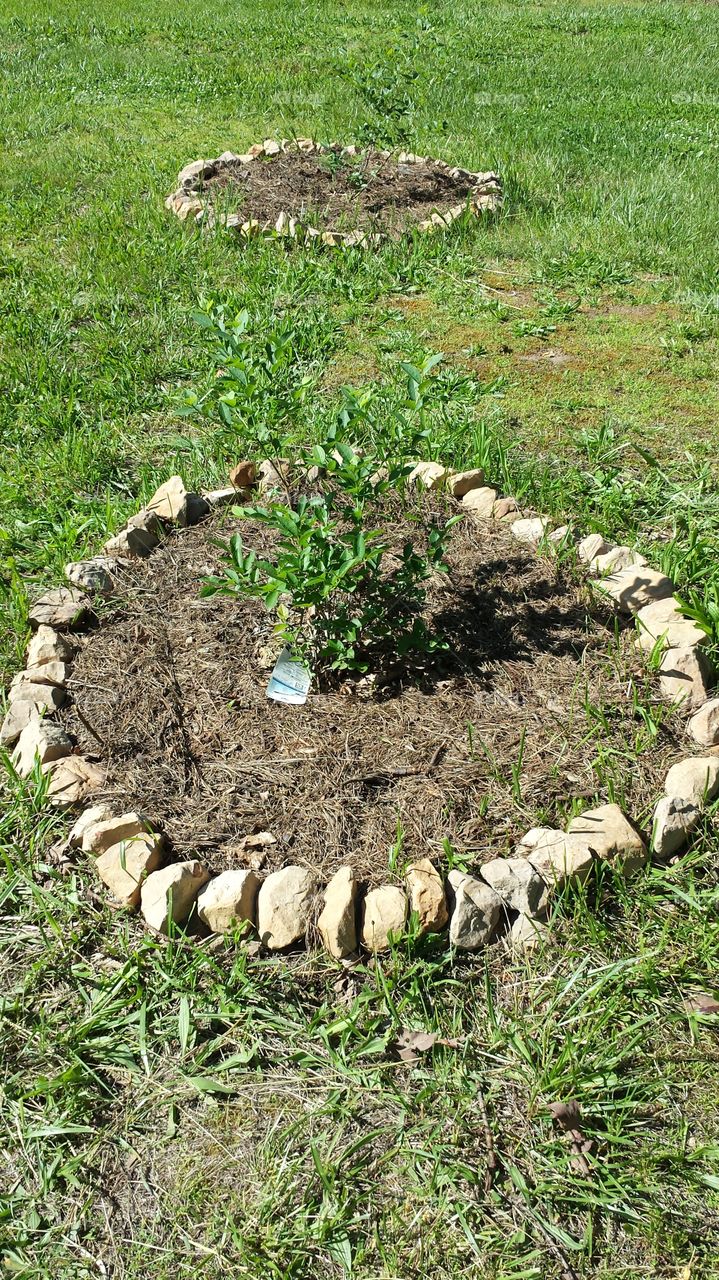 Blueberry Bush. Rock Ring