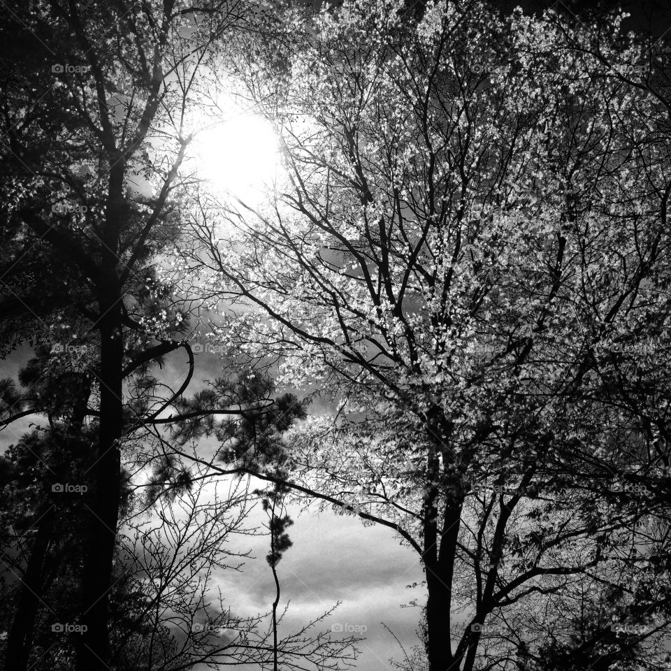 Trees. Trees with a peek of sunshine taken in my backyard with a Black and white filter