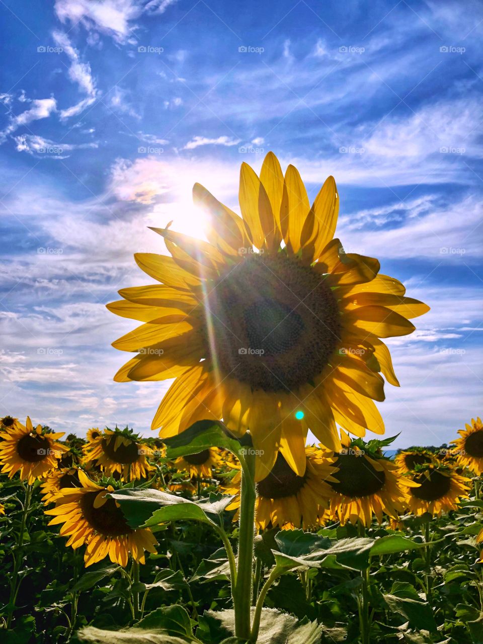 Sunflower farm fields 