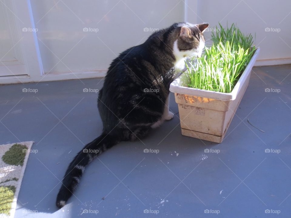 Cat eating grass 