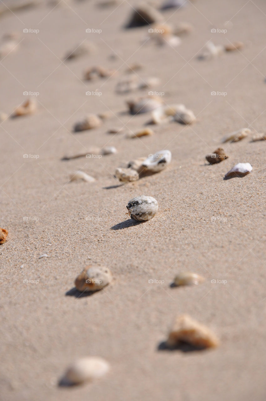 beach sand shell by kamrern
