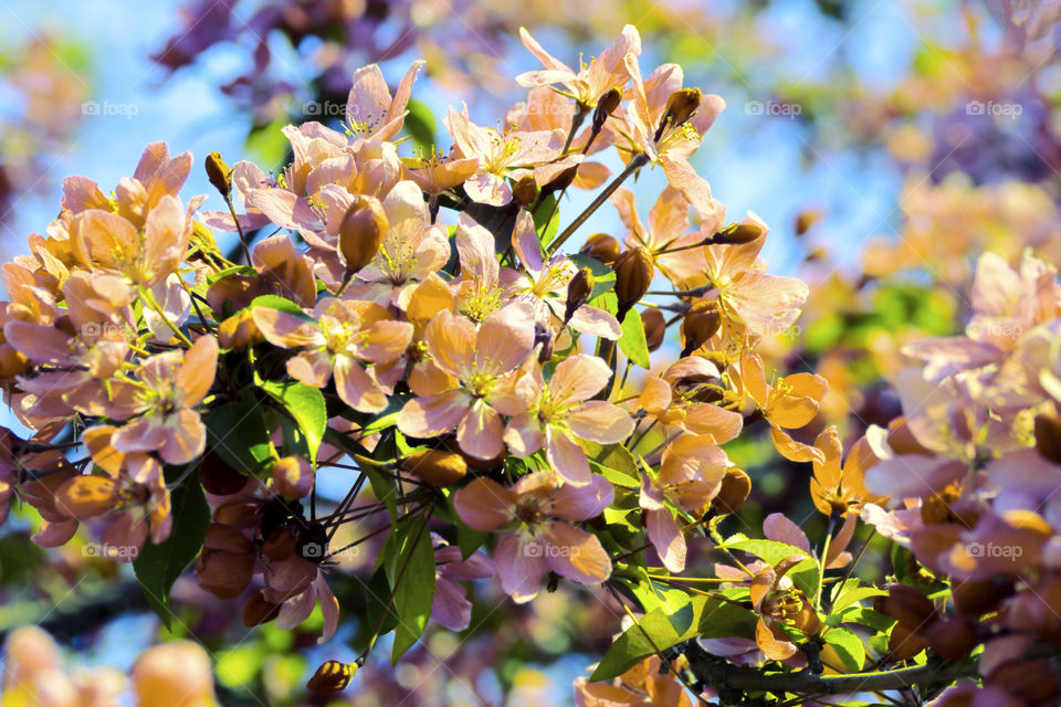 Lovely spring blossom with many little flowers