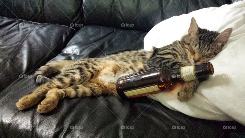 Kitten Sleeping with Bottle
