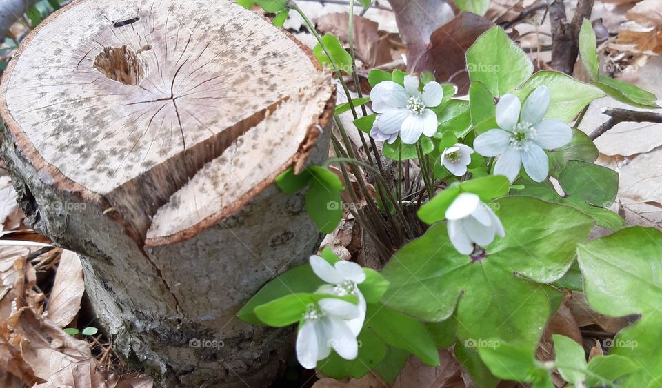 nature's wood flowers