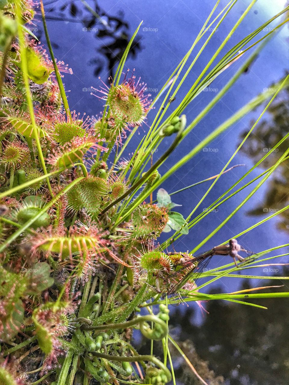 Sundew plant with dragon fly 