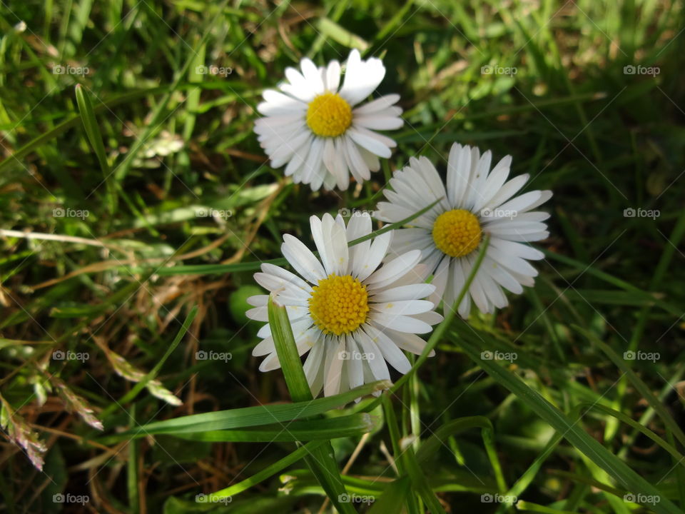 High angle view of chamomile flowers