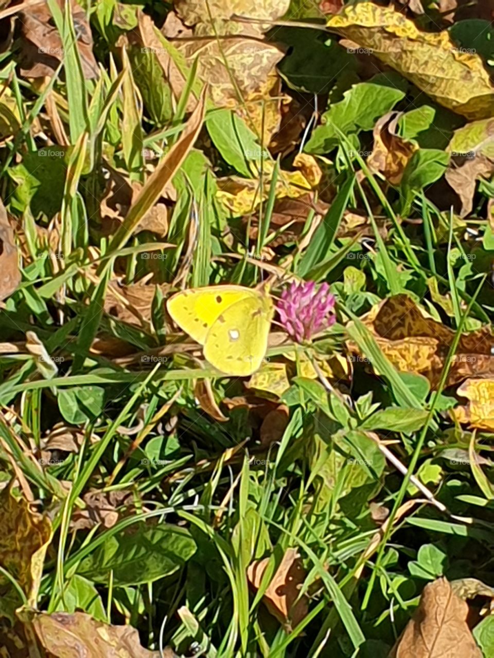 Yellow butterfly