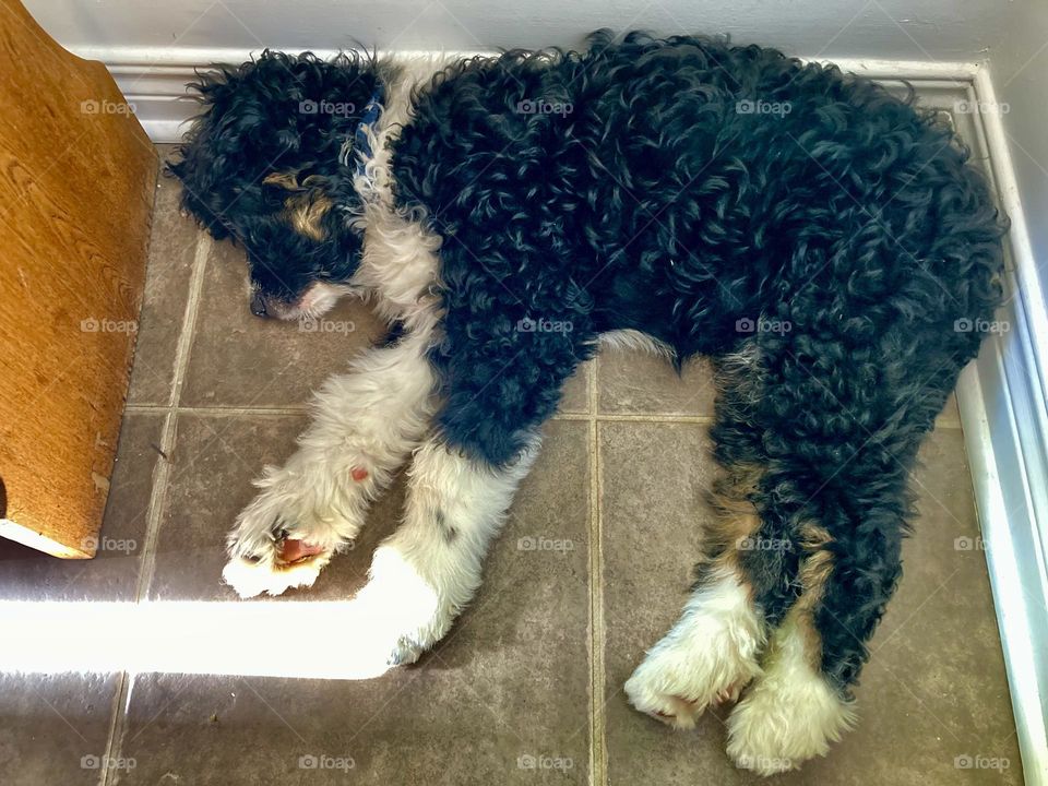 This young Bernedoodle puppy appears to have a lightsaber!