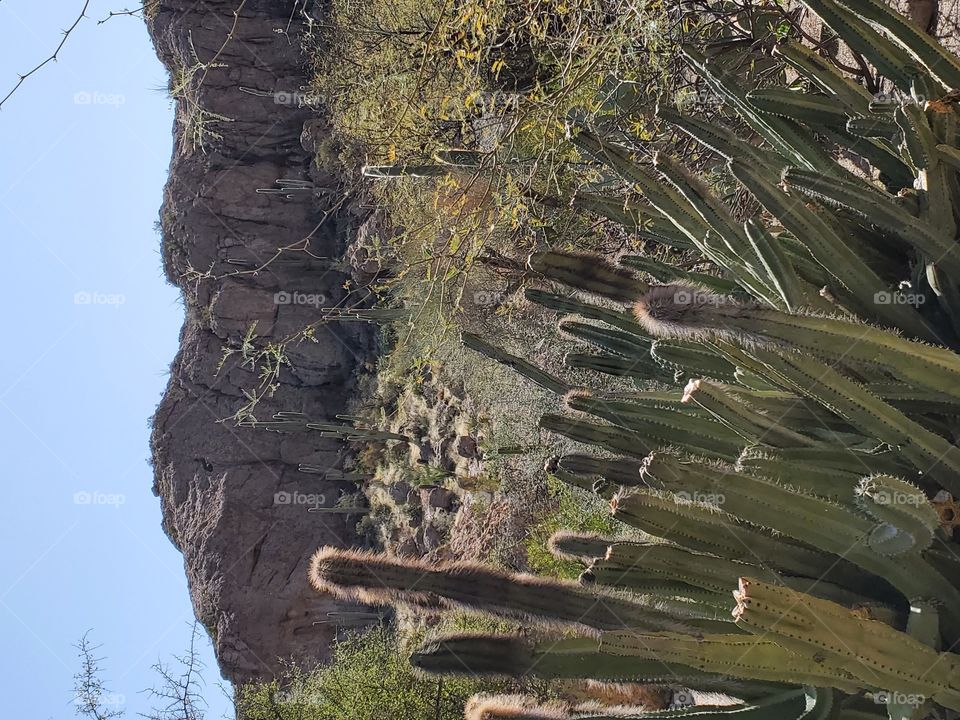 cacti at the Boyce Thompson Arboretum In AZ