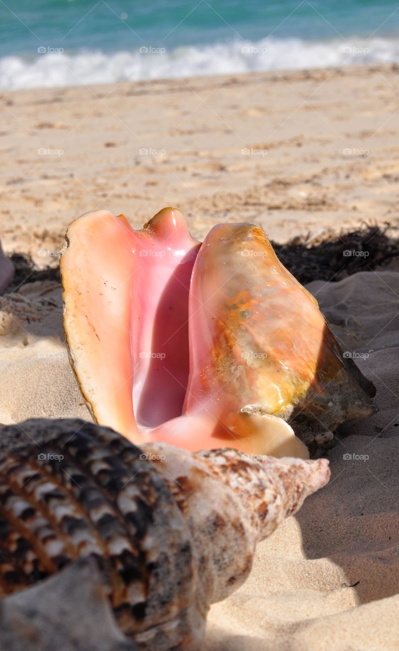 big tropical shells on the Dominican Republic beach