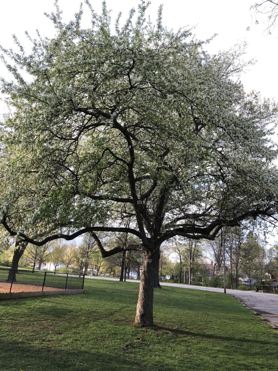 Spring brings trees to please the eyes 