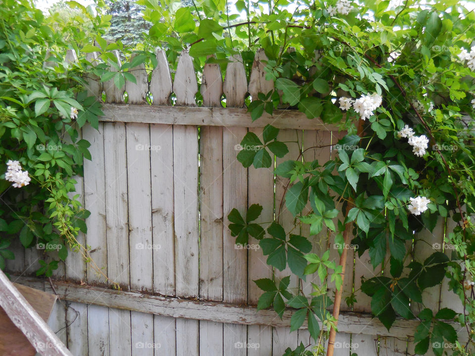 fence with multiflora