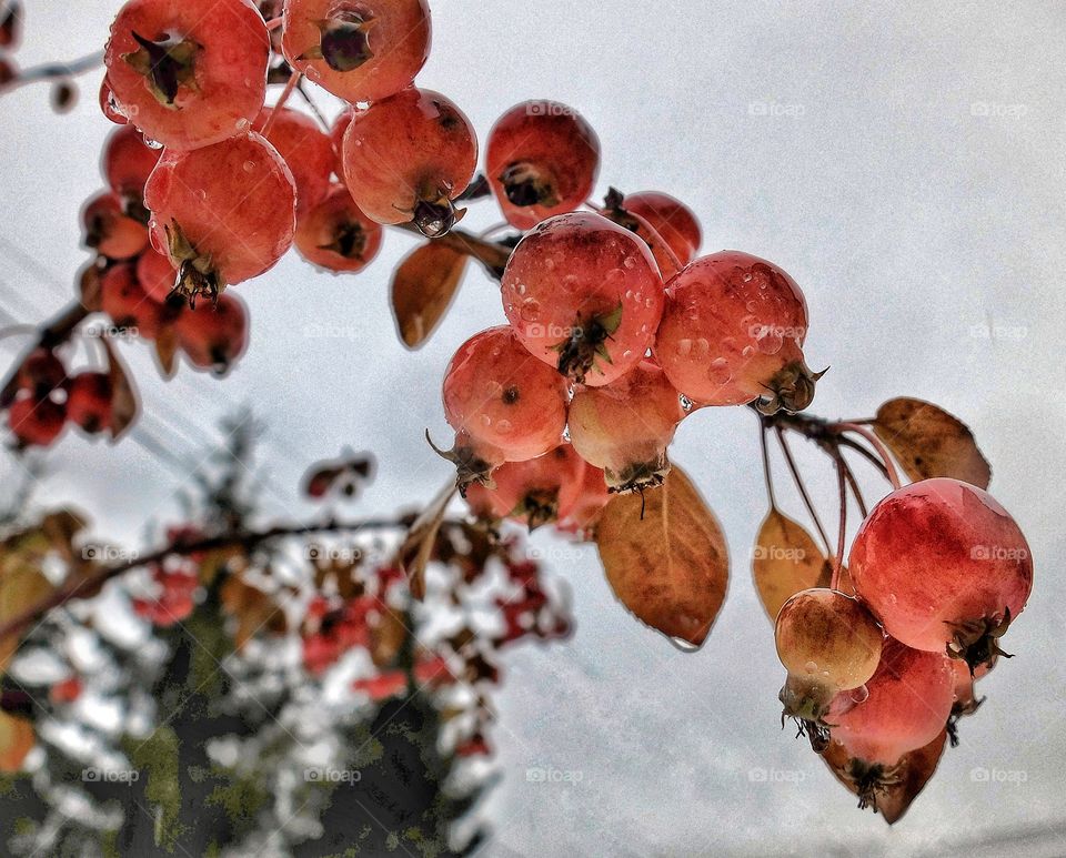 Close-up of apples