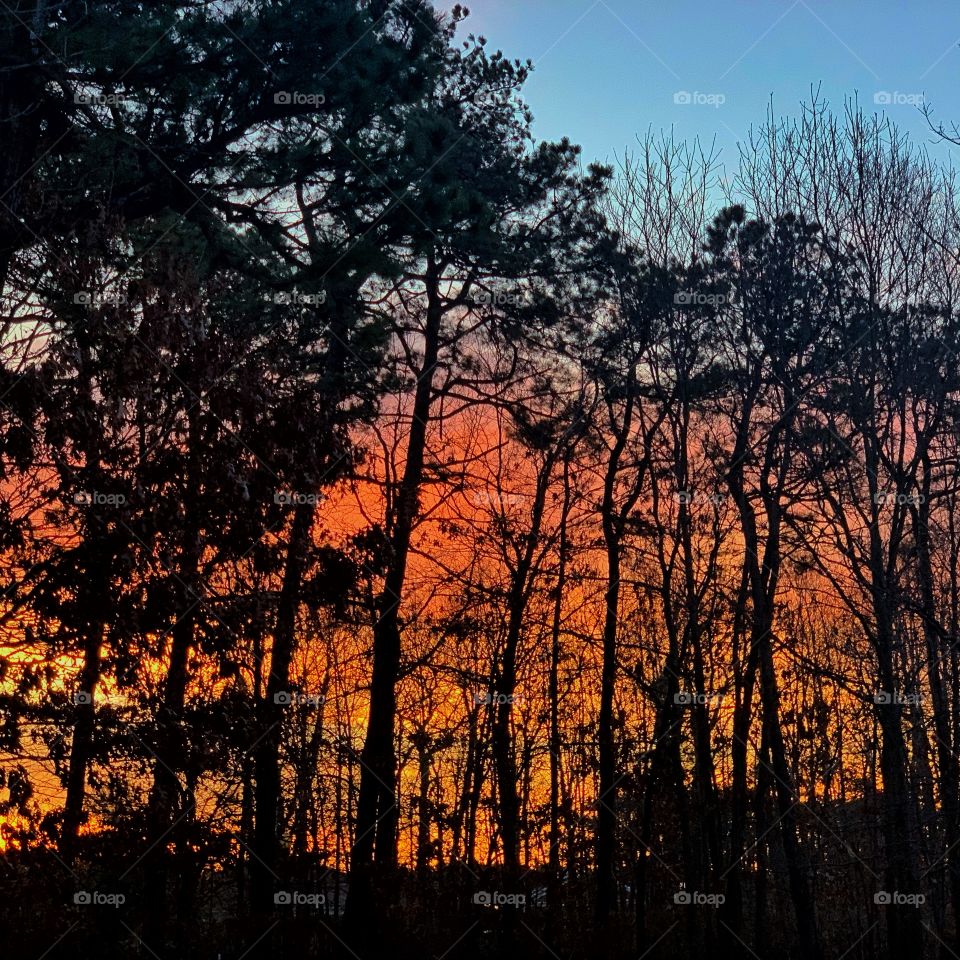 beautiful colors of a sunrise against tree silhouettes on an early spring morning