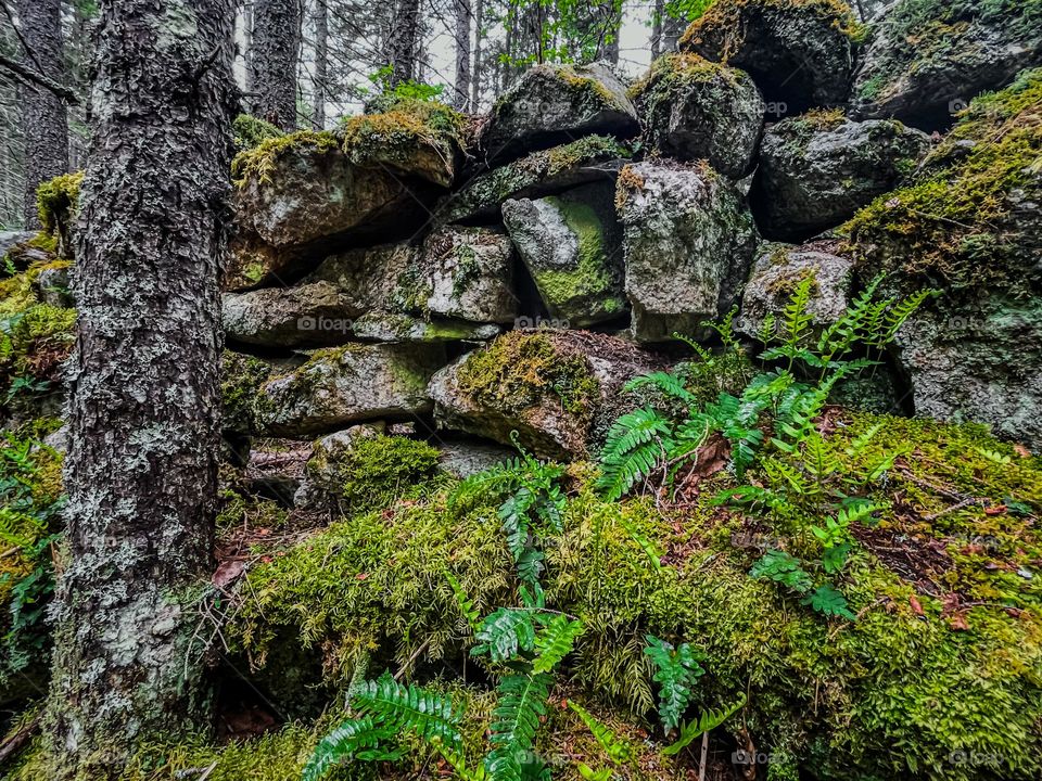 “Forgotten Wall.” An age old stone wall is forgotten in time and taken over by the forest.