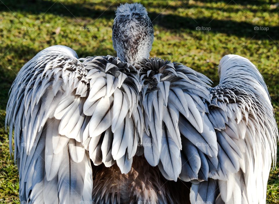 Great vulture. Beautiful vulture