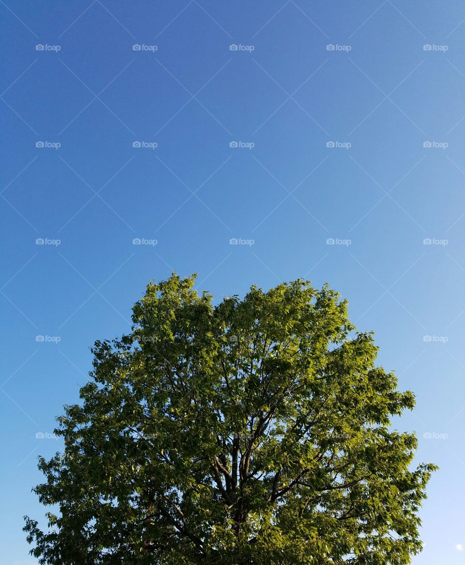 Tree and sky