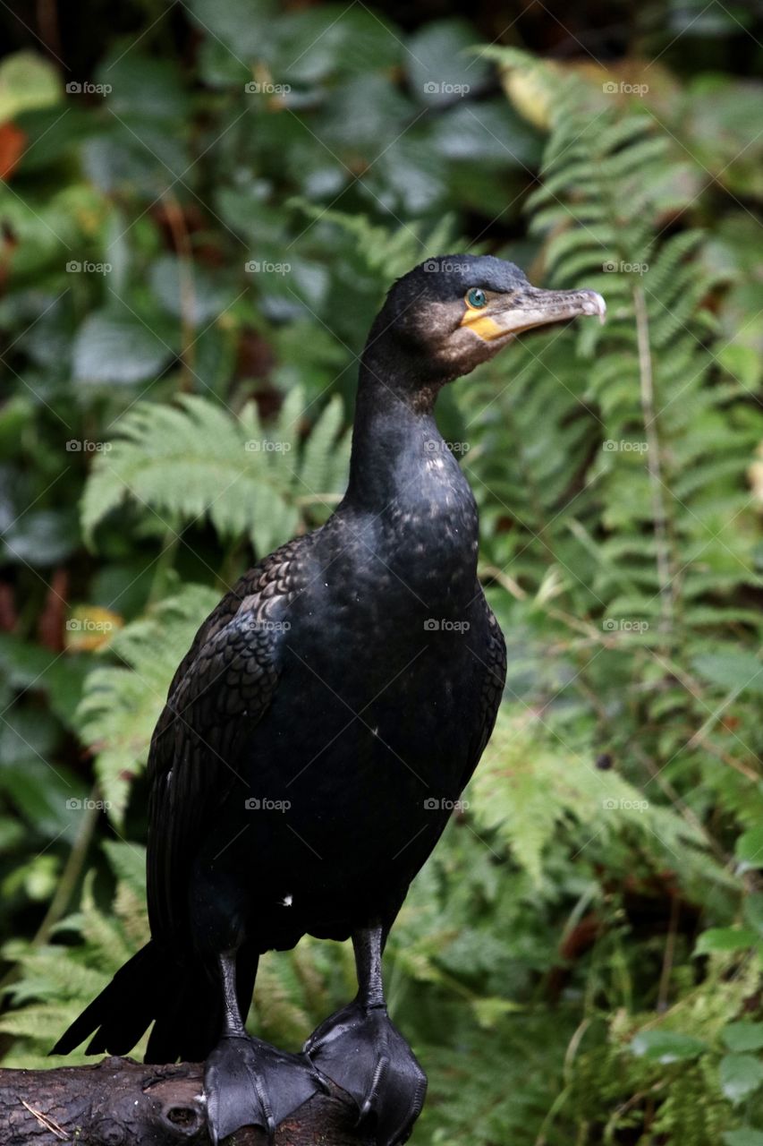 Cormorant 