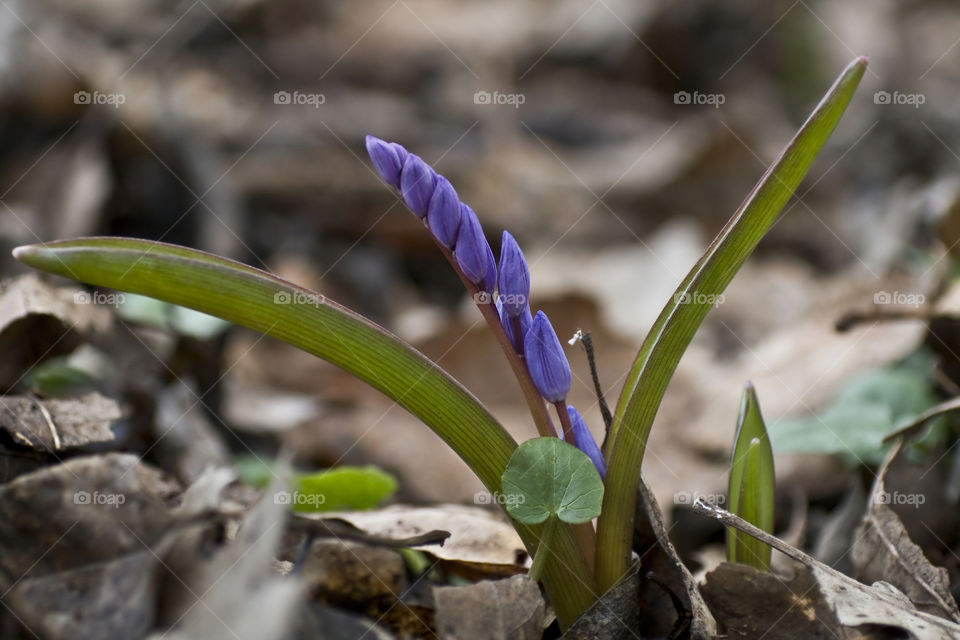 blue early spring flower in forest