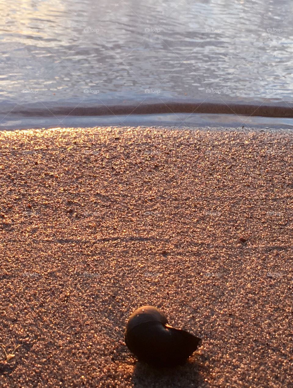 Large black snail on sand at lake