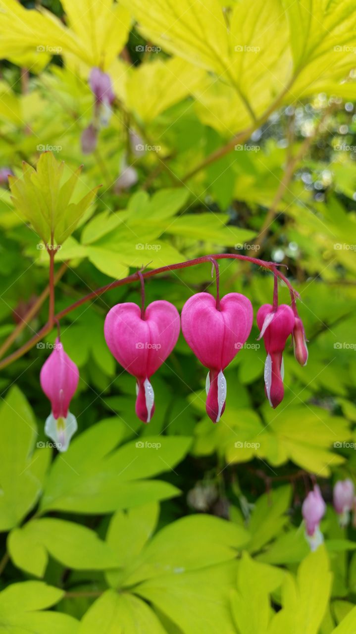 Close-up bleeding heart flowers