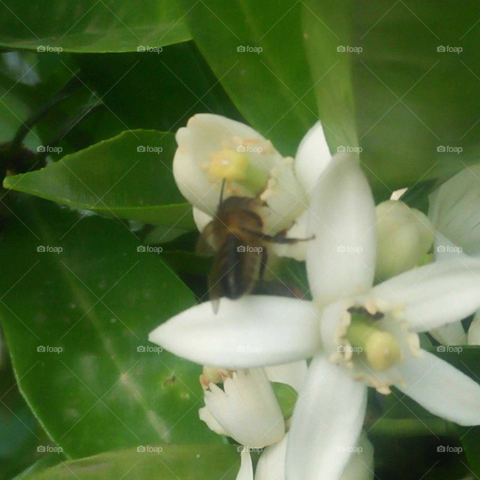 A beautiful bee on flowers.