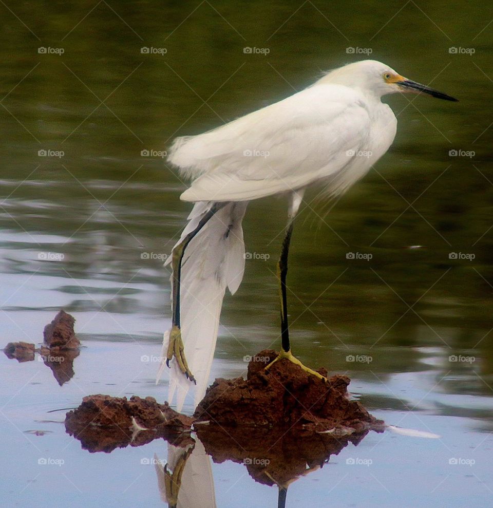 An Egret Stretching in Lake
