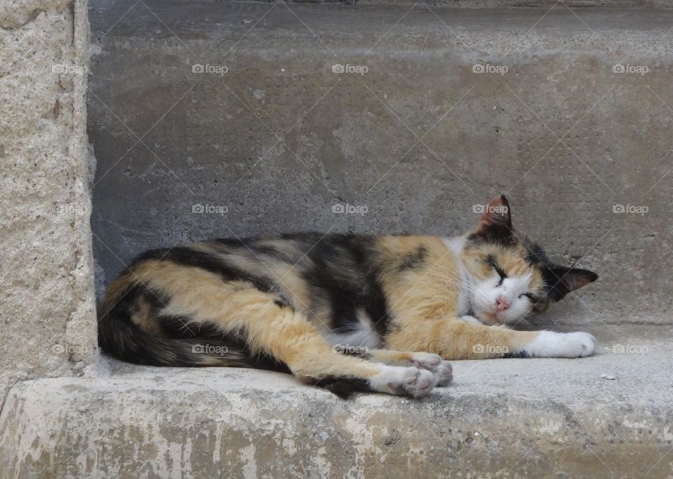 sleeping cat in Calabria
