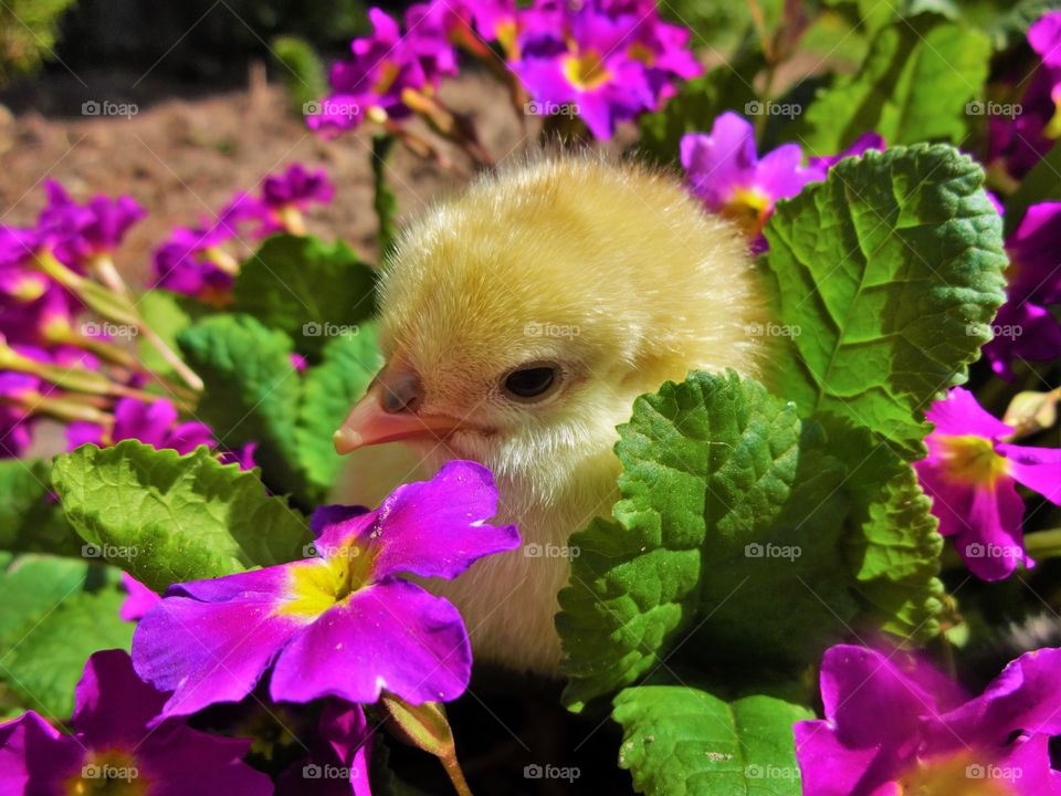Chick in flowers