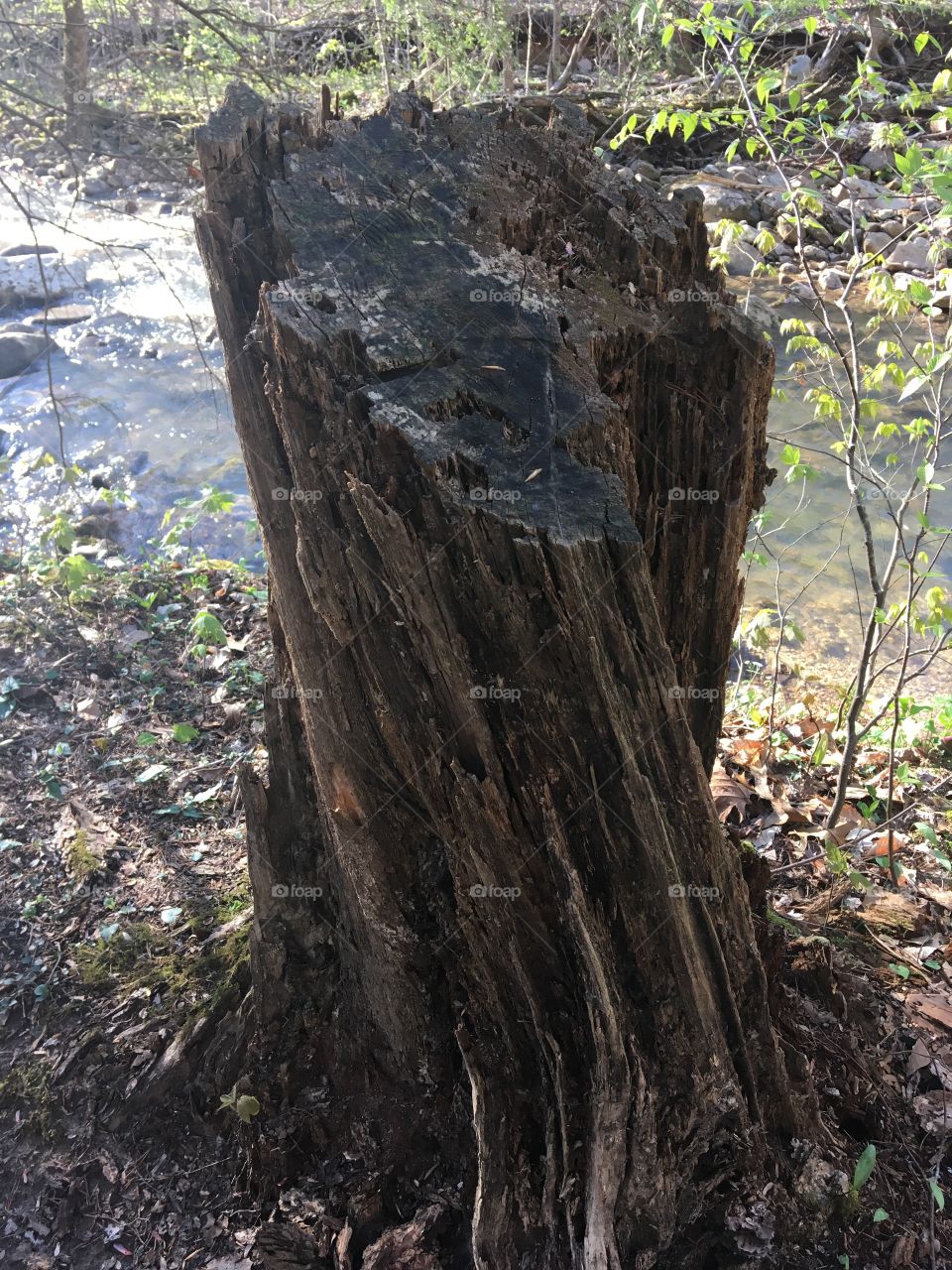 An interesting tree trunk found along my path through the woods. 